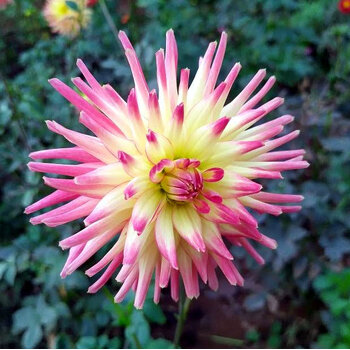 Dahlia- Mountain Aurora (Tuber)