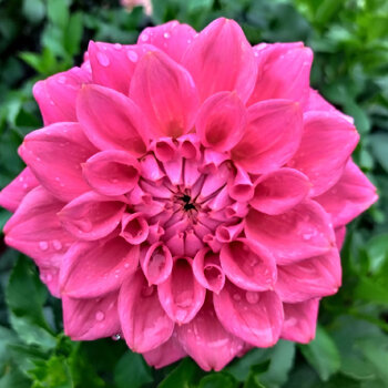 Dahlia- AK Antique Rose (Tuber)