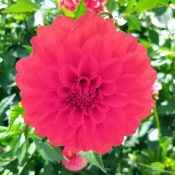 Dahlia- Rex (Tuber)