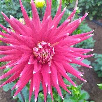 Dahlia- Christie Glory (Tuber)