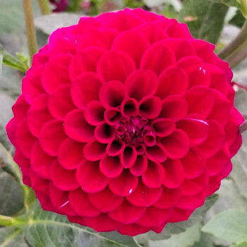 Dahlia- AK Saira (Tuber)