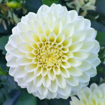 Dahlia- Lime Glo (Tuber)