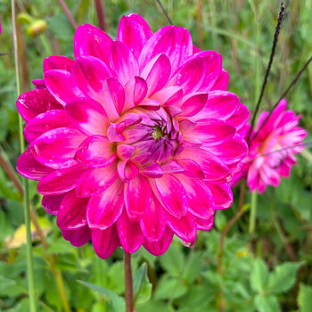 Dahlia- Cara's Heart (Tuber)
