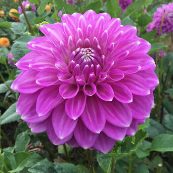 Dahlia- Cupid (Tuber)