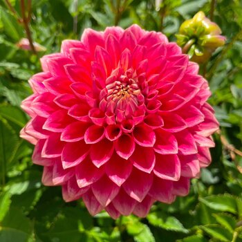 Dahlia- Devon Ruby (Tuber)