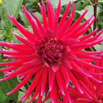 Dahlia- Glenbank Joyce (Tuber)