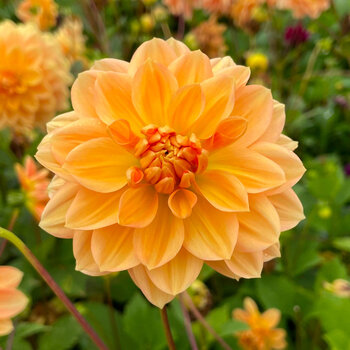 Dahlia- Golden Leader (Tuber)