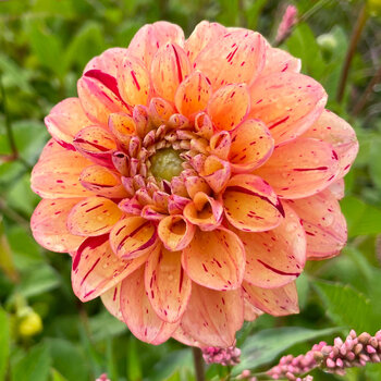 Dahlia- Homicide (Tuber)