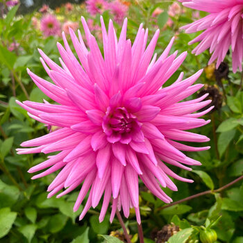 Dahlia- Lady G (Tuber)