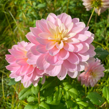 Dahlia- Seagull (Tuber)