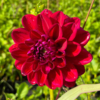 Dahlia- Sultan's Sire (Tuber)