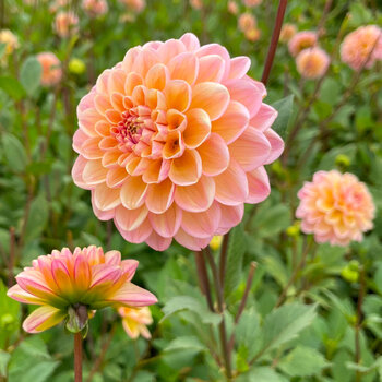 Dahlia- Beehive (Tuber)