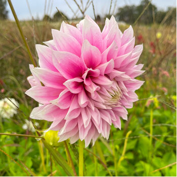 Dahlia- Clara Thora (Tuber)