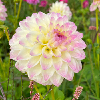 Dahlia- Formby Art (Tuber)
