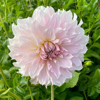 Dahlia- Frappe (Tuber)