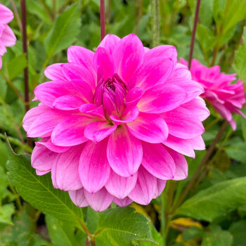 Dahlia- Grace (Tuber)
