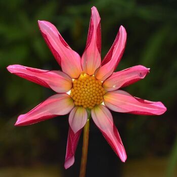 Dahlia- Christie Starlet (Tuber)