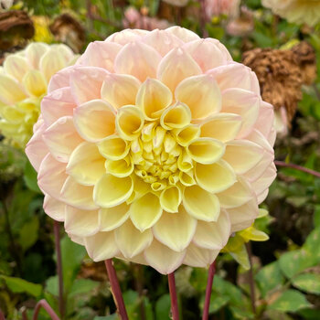 Dahlia- Jody Lyn (Tuber)