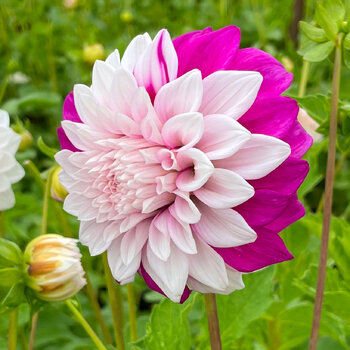 Dahlia- Majestic (Tuber)