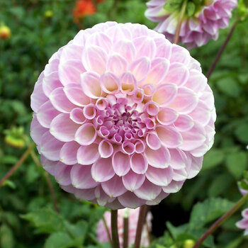 Dahlia- Marshmallow (Tuber)