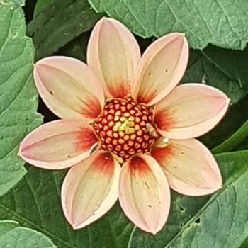 Dahlia- Margaretta (Tuber)