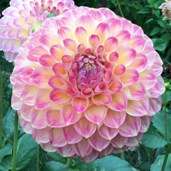Dahlia- Eureka (Tuber)