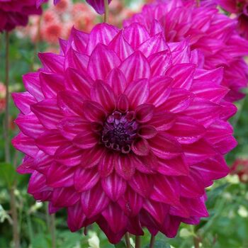 Dahlia- Kashmir (Tuber)