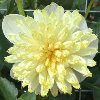 Dahlia- Lemon Sorbet (Tuber)