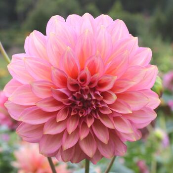 Dahlia- Mandalay (Tuber)