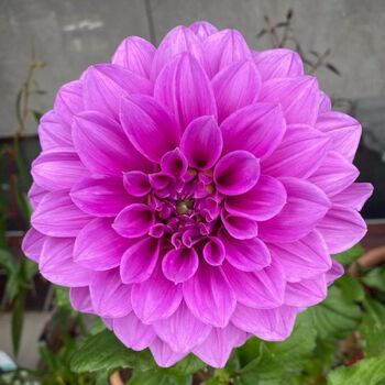 Dahlia- Oberon (Tuber)