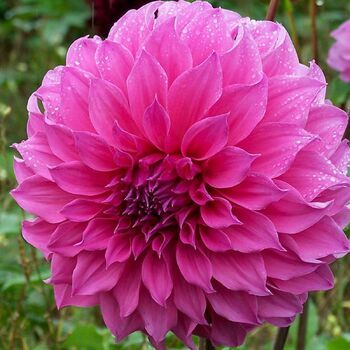 Dahlia- Candy (Tuber)