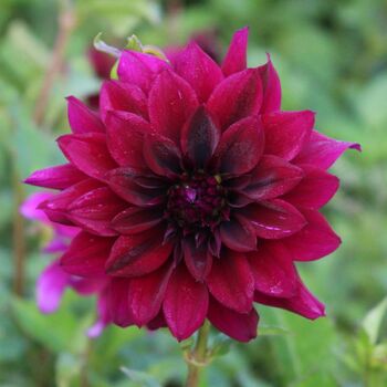 Dahlia- Black Embers (Tuber)