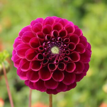 Dahlia- Burgundy Ball (Tuber)