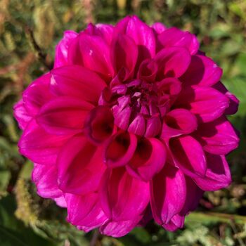 Dahlia- Chad (Tuber)