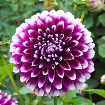 Dahlia- Edinburgh (Tuber)