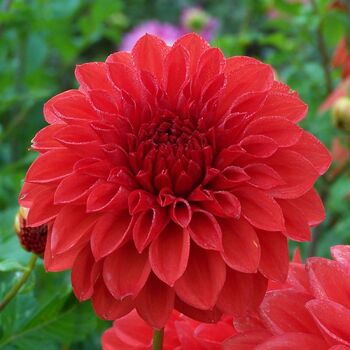 Dahlia- Hot Shot (Tuber)