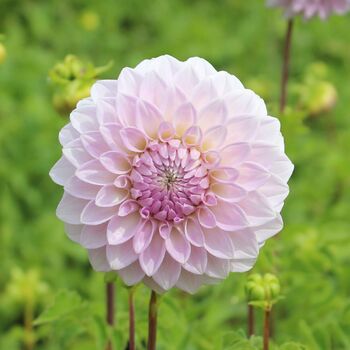 Dahlia- Little Bobby (Tuber)