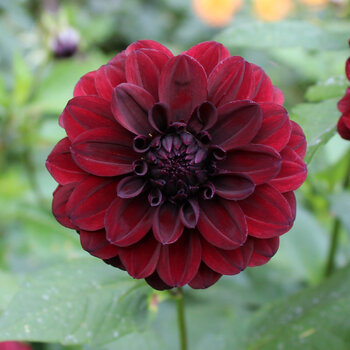 Dahlia- Nugget (Tuber)