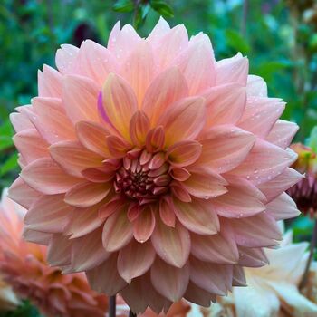 Dahlia- Urica (Tuber)