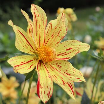 Dahlia- Le Reve (Tuber)