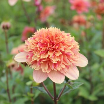 Dahlia- Wonderland (Tuber)