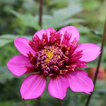 Dahlia- Purex (Tuber)