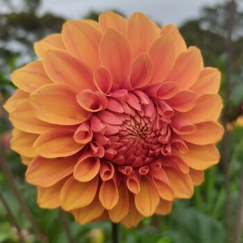 Dahlia- Winkie Nugget (Tuber)