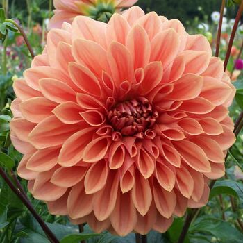 Dahlia- Winkie Whopper (Tuber)