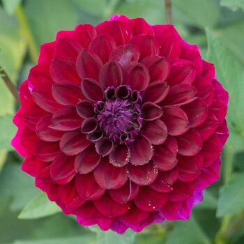 Dahlia- Bloodshot (Tuber)