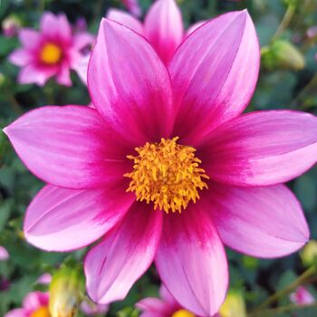 Dahlia- Show Biz (Tuber)