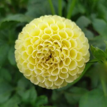Dahlia- Golden Globe (Tuber)