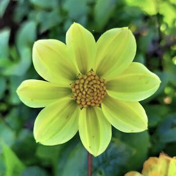 Dahlia- Gold Nugget (Tuber)