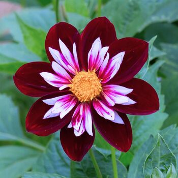 Dahlia- Hillara Jean (Tuber)