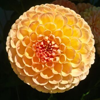 Dahlia- Golf Ball (Tuber)